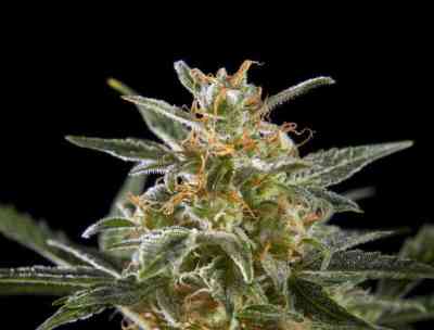 Sleepy Yoda Auto > Philosopher Seeds | Autoflowering Cannabis   |  Hybrid