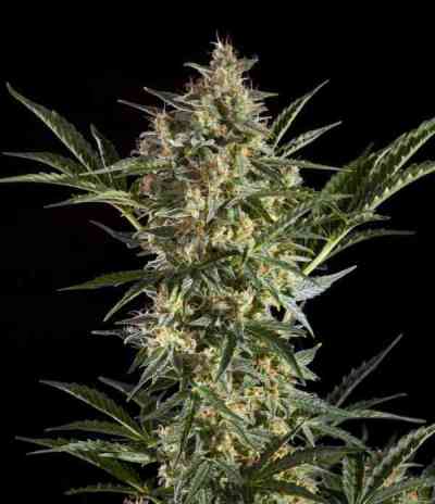 Sleepy Yoda Auto > Philosopher Seeds | Autoflowering Cannabis   |  Hybrid