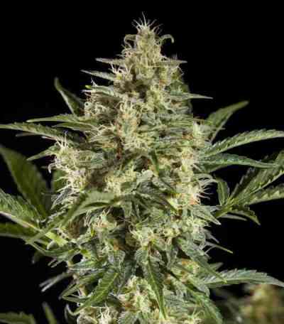 Sleepy Yoda Auto > Philosopher Seeds | Autoflowering Cannabis   |  Hybrid