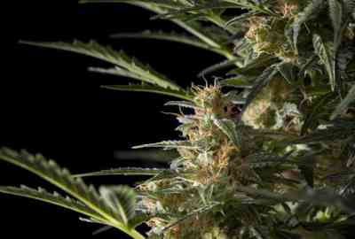 Sleepy Yoda Auto > Philosopher Seeds | Autoflowering Cannabis   |  Hybrid