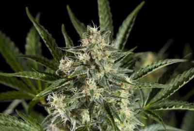 Sleepy Yoda Auto > Philosopher Seeds | Autoflowering Cannabis   |  Hybrid