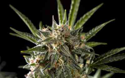 Sleepy Yoda Auto > Philosopher Seeds | Autoflowering Cannabis   |  Hybrid