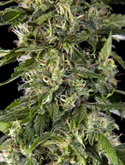 Sleepy Yoda Auto > Philosopher Seeds | Autoflowering Cannabis   |  Hybrid