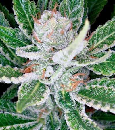 SleeStack > DNA Genetics | Semillas feminizadas  |  Sativa