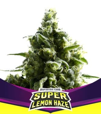 SLH – Super Lemon Haze > BSF Seeds | Feminized Marijuana   |  Sativa