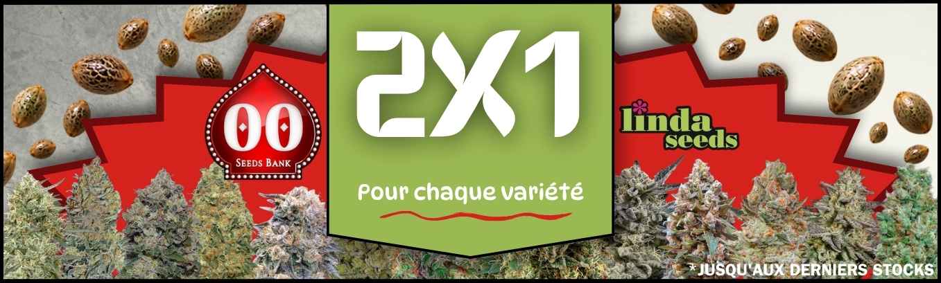 2x1 00 SEED BANK PROMOTION DE GRAINES GRATUITES 2x1 00 SEED BANK PROMOTION DE GRAINES GRATUITES