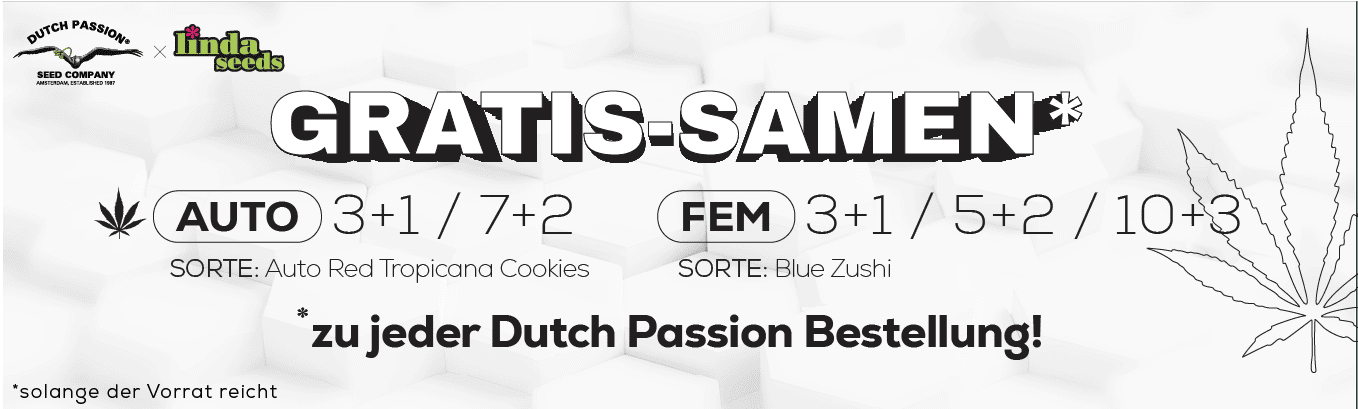 DUTCH PASSION GRATIS SAMEN AKTION DUTCH PASSION GRATIS SAMEN AKTION