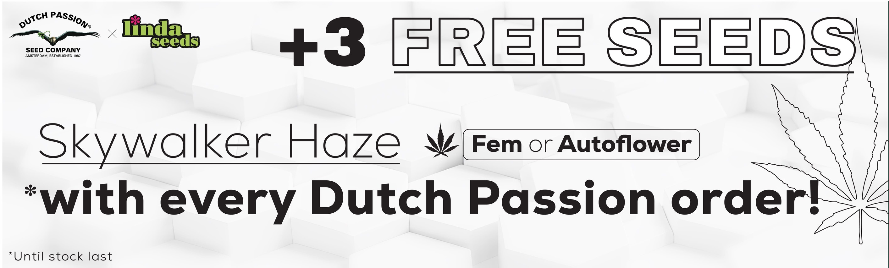 DUTCH PASSION FREE SEEDS PROMOTION