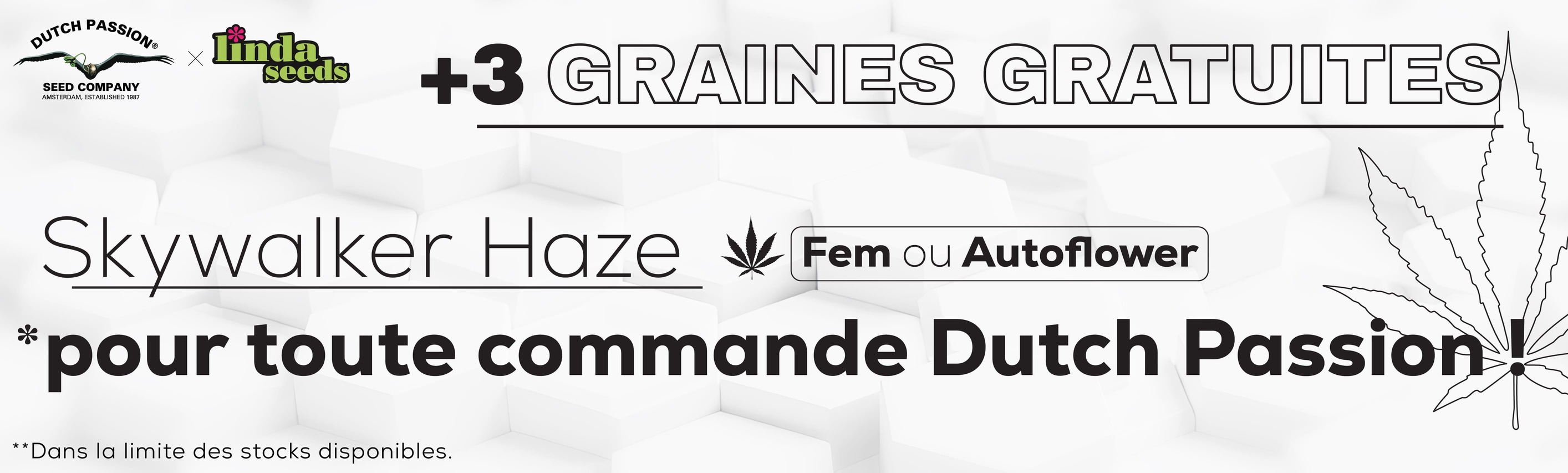DUTCH PASSION PROMOTION DE GRAINES GRATUITES