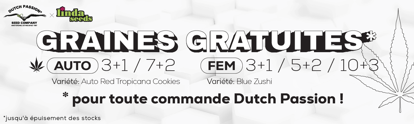 DUTCH PASSION PROMOTION DE GRAINES GRATUITES DUTCH PASSION PROMOTION DE GRAINES GRATUITES