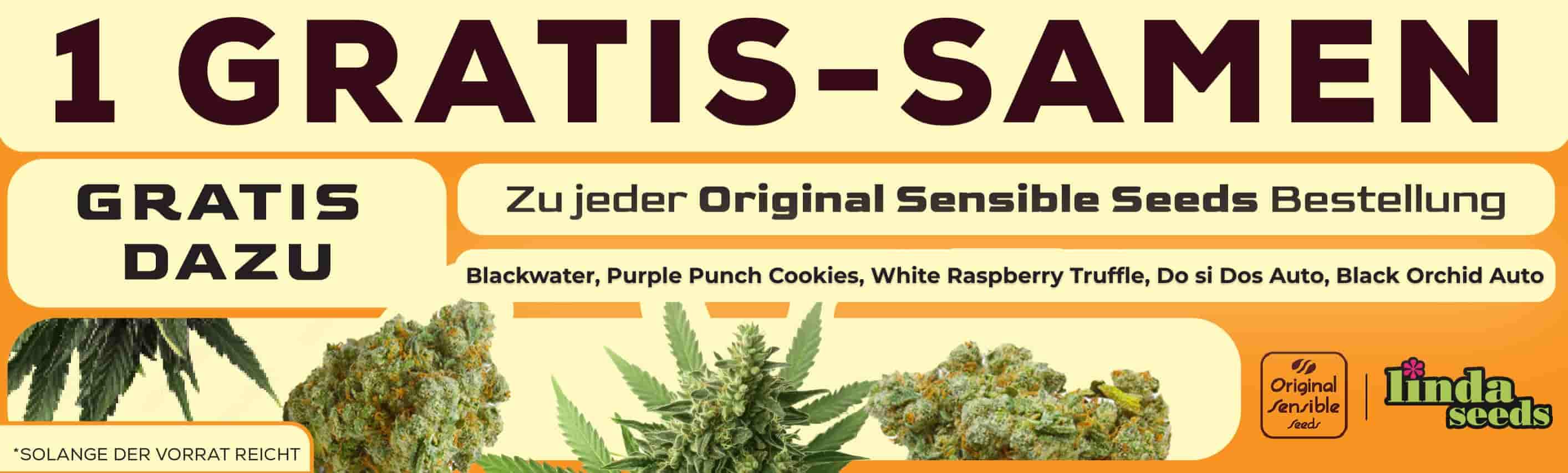 ORIGINAL SENSIBLE SEEDS GRATIS SAMEN AKTION ORIGINAL SENSIBLE SEEDS GRATIS SAMEN AKTION