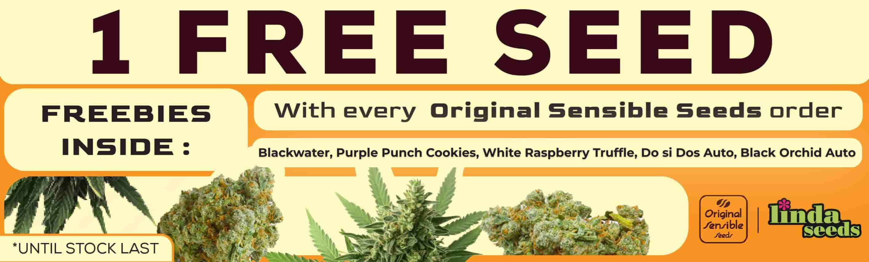 ORIGINAL SENSIBLE SEEDS FREE SEEDS PROMOTION ORIGINAL SENSIBLE SEEDS FREE SEEDS PROMOTION