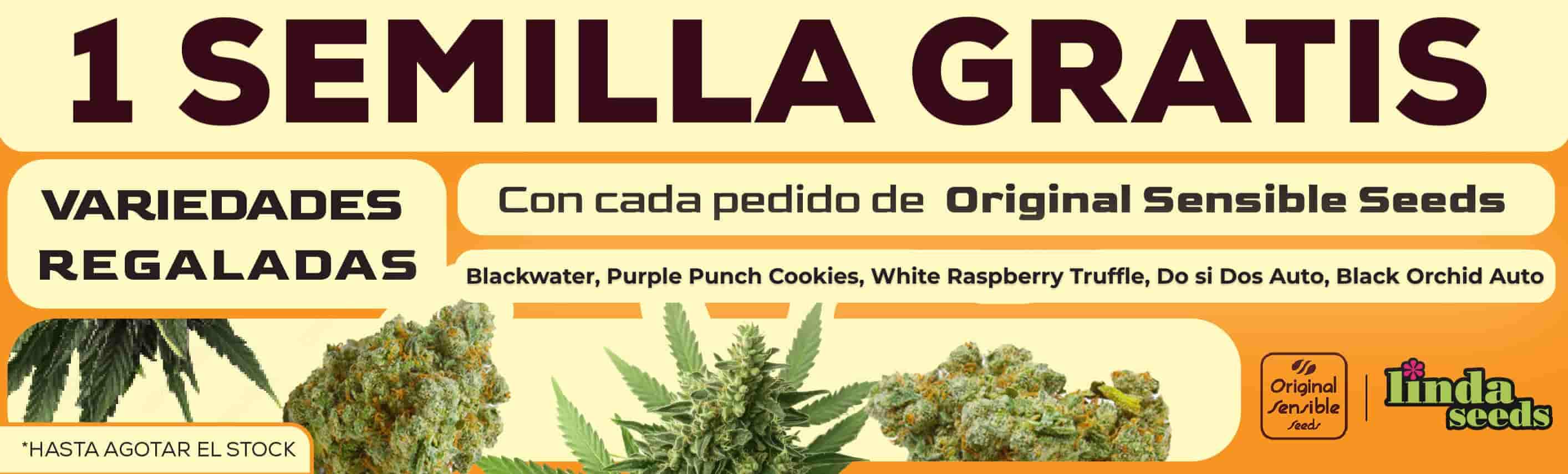 ORIGINAL SENSIBLE SEEDS PROMOCIÓN DE SEMILLAS GRATIS