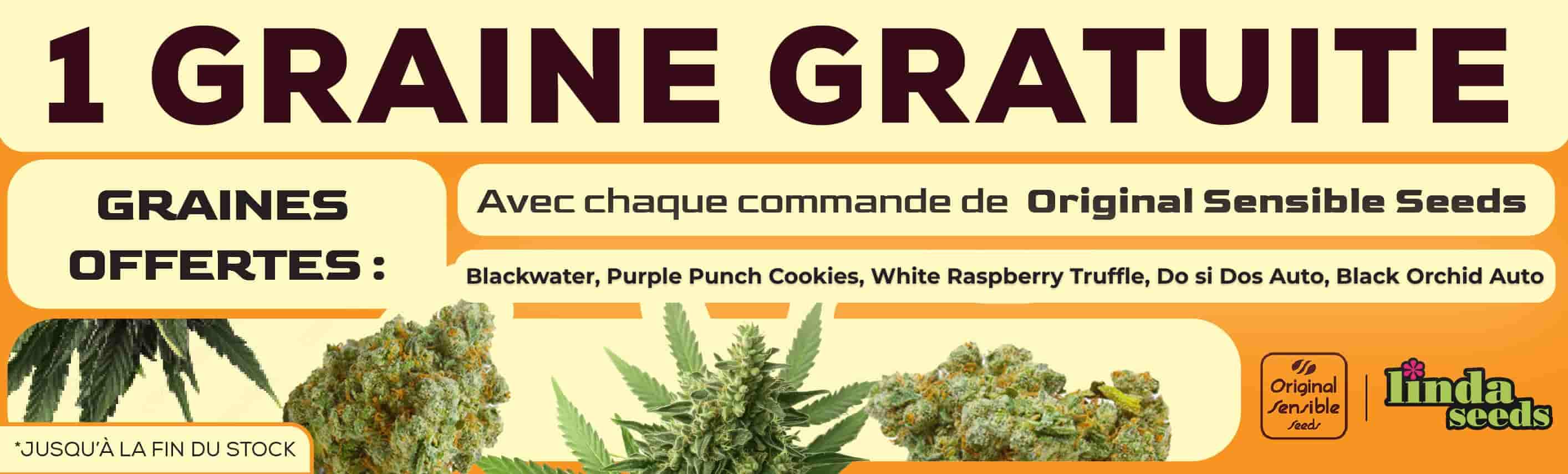 ORIGINAL SENSIBLE SEEDS PROMOTION DE GRAINES GRATUITES
