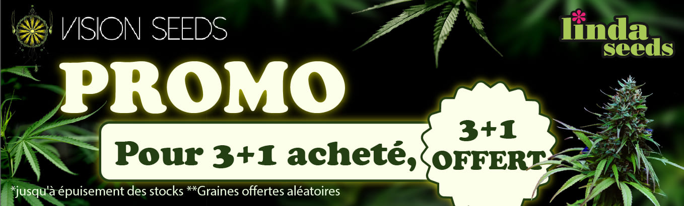 VISION SEEDS  SEEDS PROMOTION DE GRAINES GRATUITES