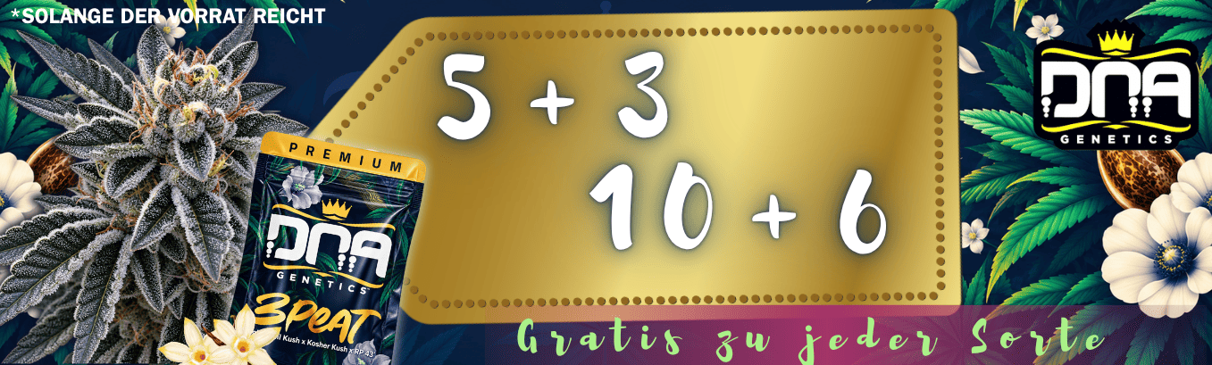 5+3 10+6 DNA GENETICS GRATIS SAMEN AKTION 5+3 10+6 DNA GENETICS GRATIS SAMEN AKTION