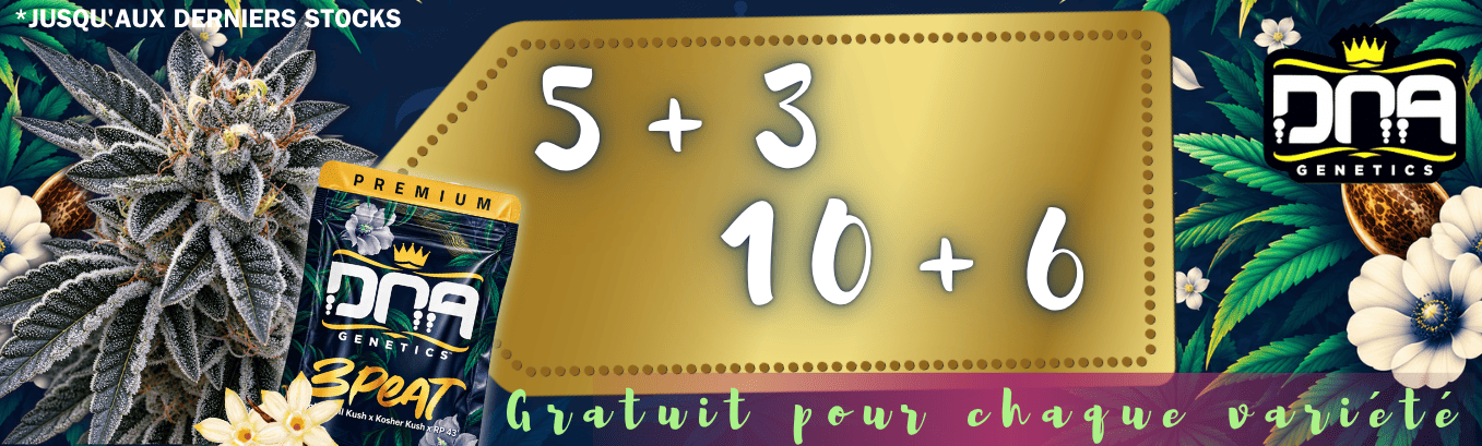 5+3 10+6 DNA GENETICS PROMOTION DE GRAINES GRATUITES 5+3 10+6 DNA GENETICS PROMOTION DE GRAINES GRATUITES