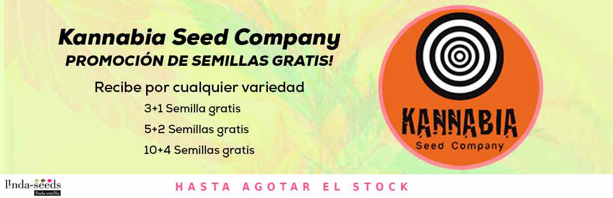 KANNABIA SEED COMPANY PROMOCIÓN DE SEMILLAS GRATIS