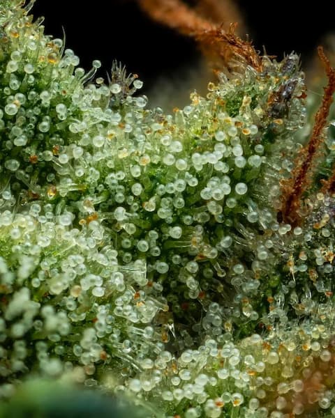 Slightly Stoopid Collie Man Kush > Humboldt Seed Company | Feminized Cannabis   |  Indica