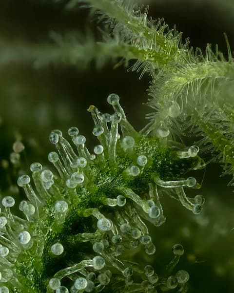 Slightly Stoopid Fruits > Humboldt Seed Company | Feminized Cannabis   |  Sativa