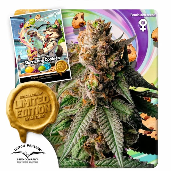 Slurricane Cookies semilla > Dutch Passion | Semillas feminizadas  |  Híbrido