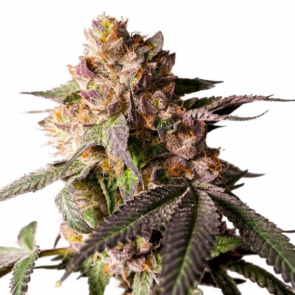 Slurricane Cookies semilla > Dutch Passion | Semillas feminizadas  |  Híbrido