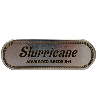 Slurricane > Advanced Seeds | Feminisierte Hanfsamen  |  Indica
