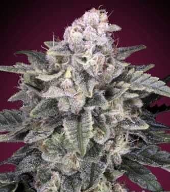 Slurricane > Advanced Seeds | Feminized Marijuana   |  Indica