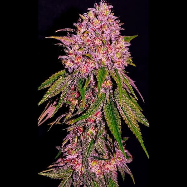 Slurty3 semilla > Empire Seeds | Semillas feminizadas  |  Índica