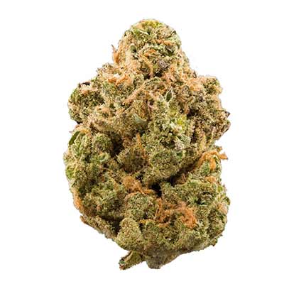 Slushy > Tramuntana Seeds | Feminisierte Hanfsamen  |  Sativa
