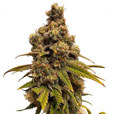Slushy > Tramuntana Seeds | Feminisierte Hanfsamen  |  Sativa