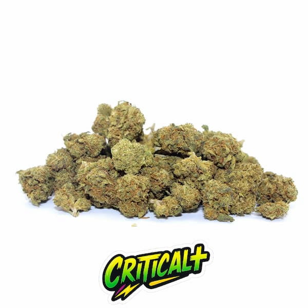 Small Buds Critical+ CBD > La Cosechera | CBD Blüten