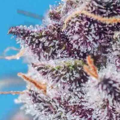 Smooth Smoke > Tropical Seeds Company | Feminisierte Hanfsamen  |  Indica