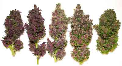 Smooth Smoke > Tropical Seeds Company | Feminized Marijuana   |  Indica