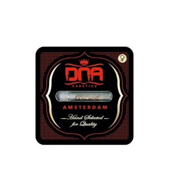 Snack Pack > DNA Genetics | Feminized Marijuana   |  Indica