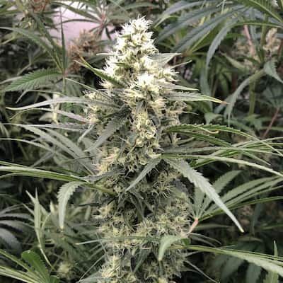 Snow Bud Samen > Dutch Passion | Feminisierte Hanfsamen  |  Hybrid