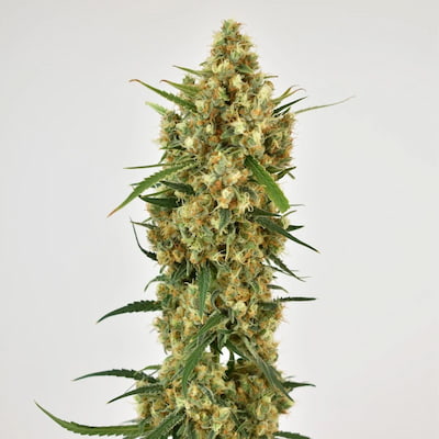 Snow Bud Samen > Dutch Passion | Feminisierte Hanfsamen  |  Hybrid