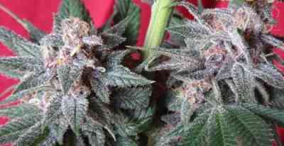 Snow Moon > ACE Seeds | Feminisierte Hanfsamen  |  Indica