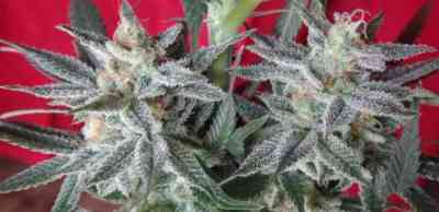 Snow Moon > ACE Seeds | Feminisierte Hanfsamen  |  Indica