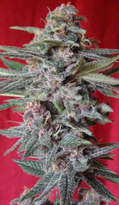 Snow Moon > ACE Seeds | Feminized Marijuana   |  Indica