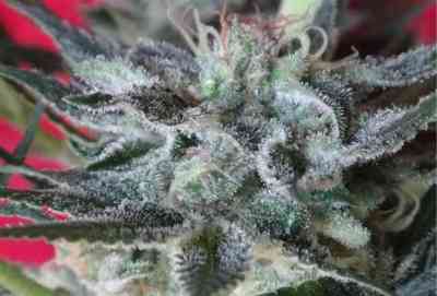 Snow Moon > ACE Seeds | Feminized Marijuana   |  Indica