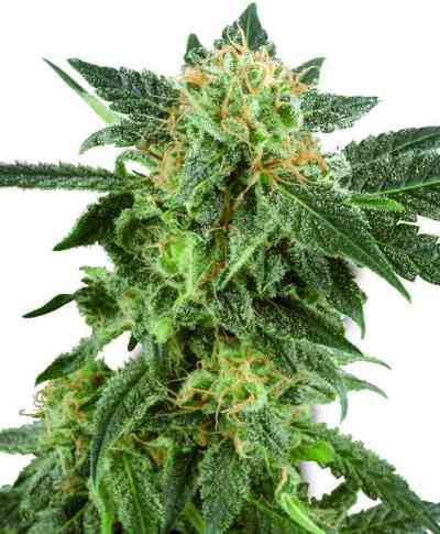 Snow Ryder > White Label Seeds | Autoflowering Cannabis   |  Indica