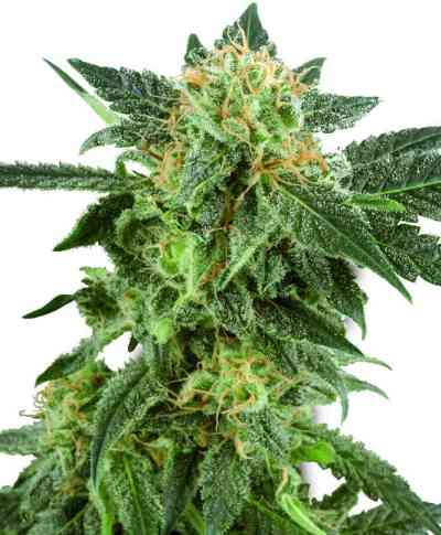 Snow Ryder > White Label Seeds | Autoflowering Hanfsamen  |  Indica