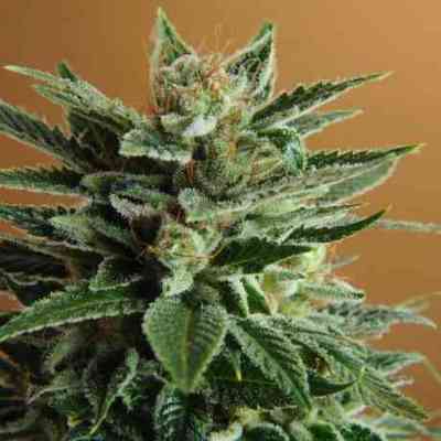 Snow White > Nirvana | Feminized Marijuana   |  hybrid