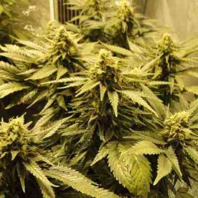 Snow White > Nirvana | Feminized Marijuana   |  hybrid