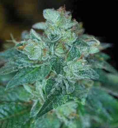 Snowdizzle > Alphakronik Genes | Graines Normal  |  Indica