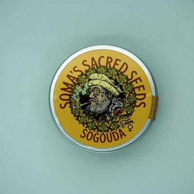SoGouda Seed > Soma Seeds | Feminized Cannabis   |  Indica