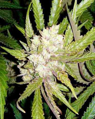 SoGouda > Soma Seeds | Feminized Cannabis   |  Indica