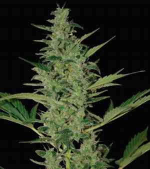 Sol Haze > Seeds of Life | Graines Autofloraison  |  Sativa