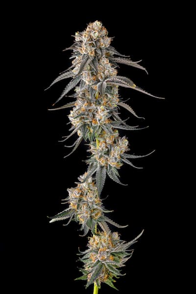 Solazo Samen > Compound Genetics Seeds | Feminisierte Hanfsamen  |  Hybrid